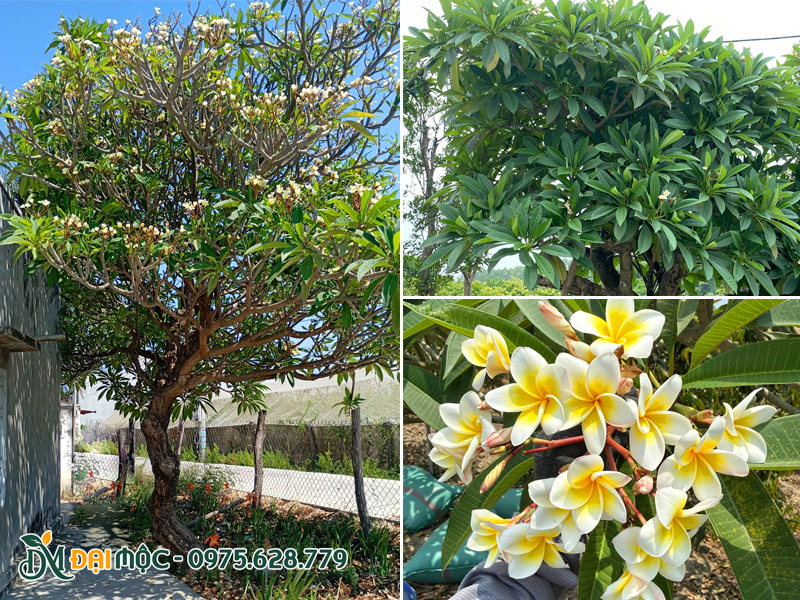 Hình ảnh cây hoa đại vàng cổ thụ đang nở hoa rực rỡ