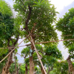 Cây hoa đại hàng cổ thụ 20 - 30 năm tuổi