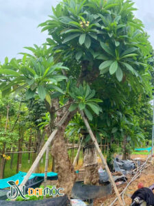 CÂY HOA ĐẠI CỔ THỤ
