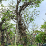 Cây đại cổ thụ 30 năm tuổi