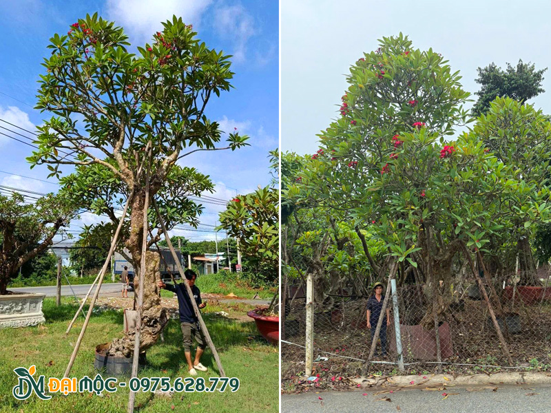 Những gốc cây hoa đại đỏ cổ thụ, cao 6 - 7m