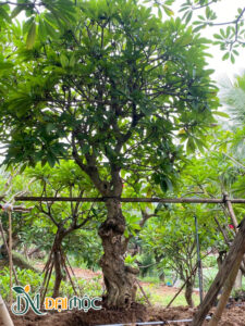 Bứng cây hoa đại vàng cổ thụ cao hơn 5m