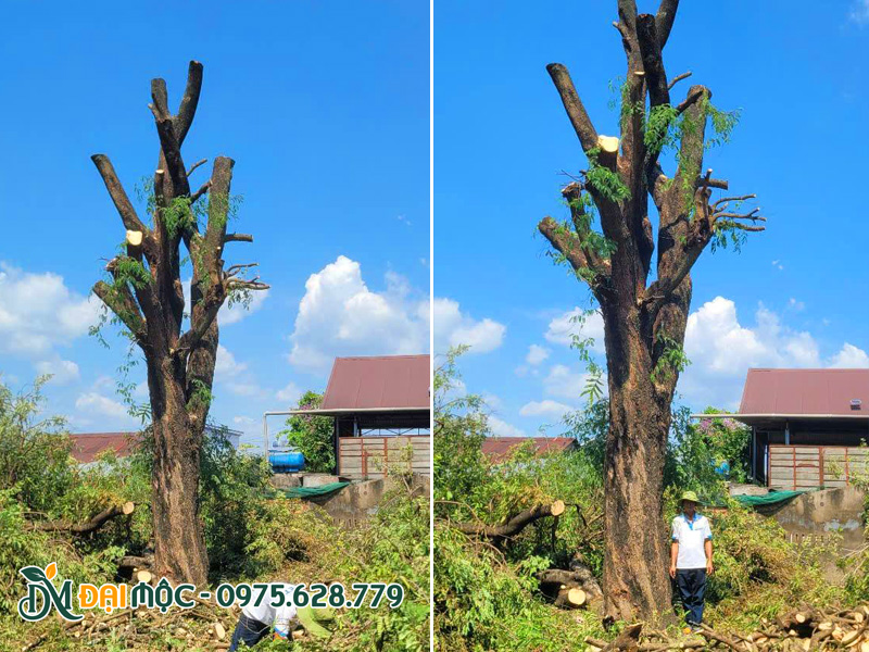 Cưa tay cành, cắt rễ và bứng bầu cây me cổ thụ cao hơn 8m