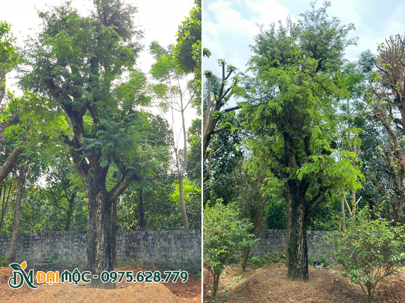Cây me cổ thụ vanh gốc 200cm