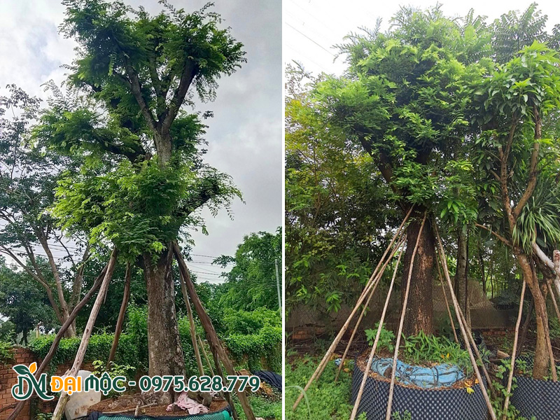 Me cổ thụ đang dưỡng trong bầu nổi, chiều cao khoảng 4m