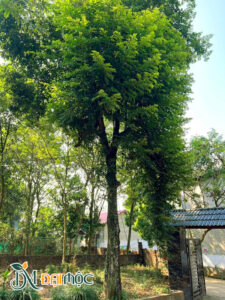 Cây thị lâu năm chiều cao gần 10cm, đường kính gốc 35 - 40cm