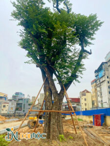 Cây Thị Cổ Thụ
