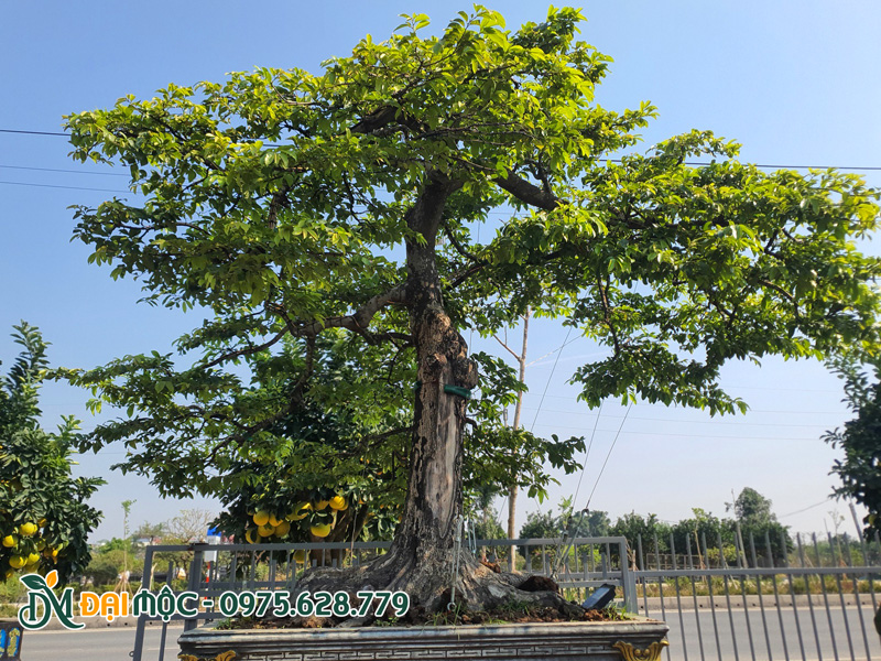 Chậu cây thị cổ thụ bonsai trồng sân vườn dinh thự, giá trị hàng trăm triệu đồng