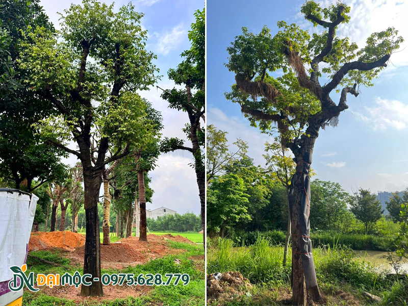 Cây thị thơm đã dâm ủ kỹ, tay cành đẹp, chồi non ra nhiều và tươi tốt