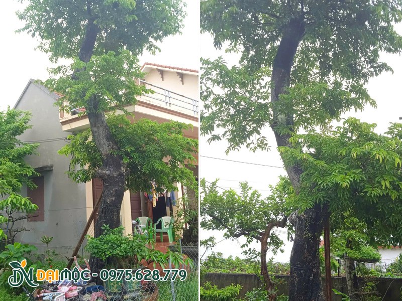 Gốc thị thơm cổ thụ trồng sân vườn tại Phú Thọ