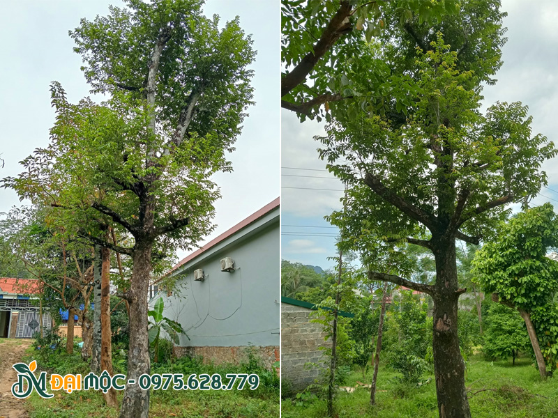 Tuyển chọn cây thị cổ thụ tay cành đẹp, phân bố đều, đã dâm ủ trên 1 năm cho khách ở Hà Nội
