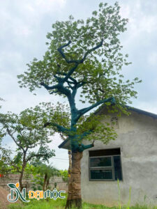 Thị thơm cổ thụ trồng trong khuôn viên khu di tích