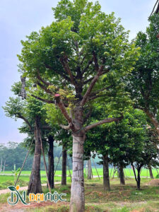 Thị cổ tay cành phân bổ đều các phía, thoát thân trên 2m