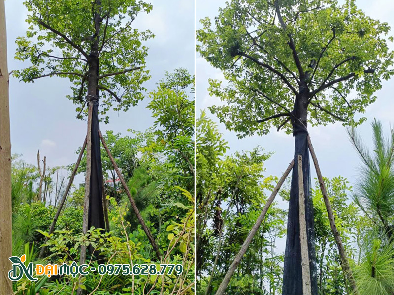 Cây thị cổ thụ trồng công trình, thoát thân cao khoảng 3m, tán tròn đẹp