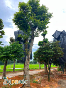 Thị thơm lâu năm vanh gốc 100cm