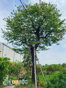Gốc cây thị độc bản, chiều cao hơn 5m