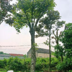 Cây thị lâu năm vanh 100cm