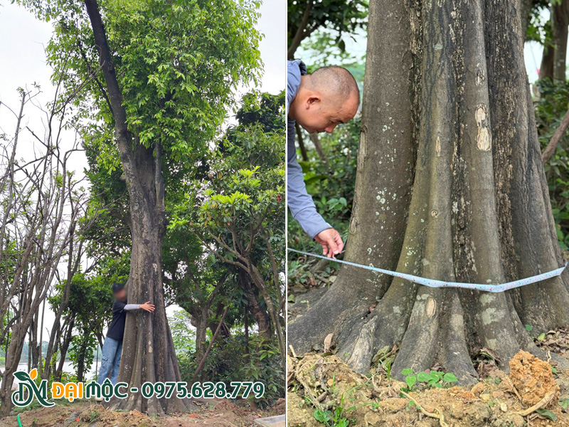 Cây thị đại thụ vanh gốc gần 400cm
