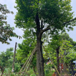 Cây thị cổ thụ lâu năm