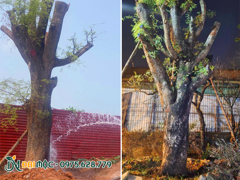 Tưới nước, chăm sóc cây me cổ thụ mới trồng
