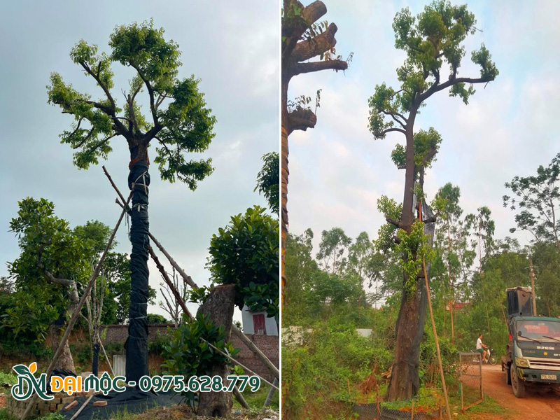 Hai cây thị đại thụ chiều cao 6 - 7m, đã trồng và chống cọc chắc chắn