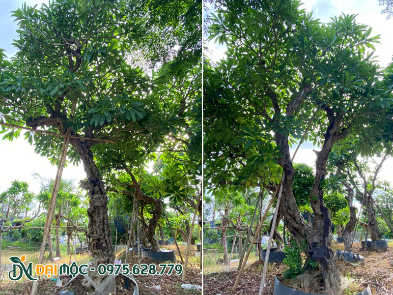 Vườn dưỡng những gốc cây hoa đại cổ thụ đường kính gốc 40 - 50cm tại Thái Bình