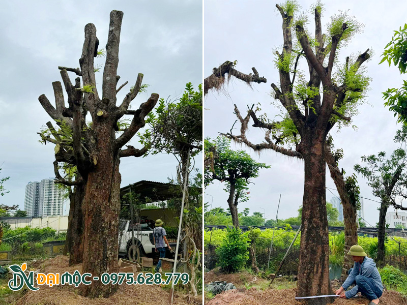 Thợ cây của Đại Mộc đang đo đạc kích thước gốc me cổ thụ cao hơn 5m cho khách