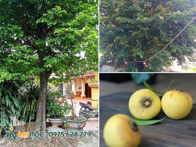 Hình ảnh cây thị cổ thụ trồng lấy bóng mát trong sân vườn nhà Việt