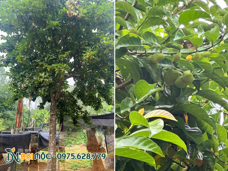 Chay đỏ lâu năm tán tròn đẹp, quả siêu nhiều