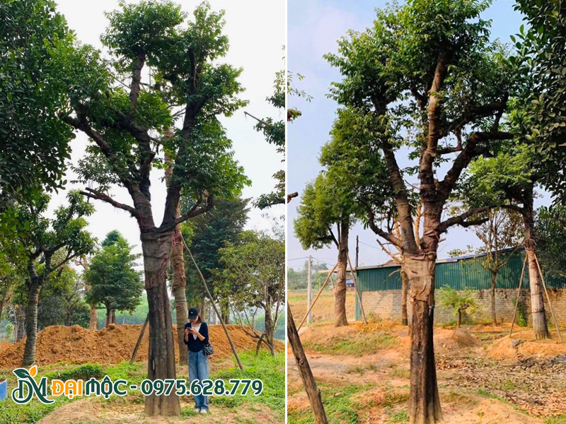 Gốc cây thị cổ thụ cao trên 6m, tay cành đều các phía