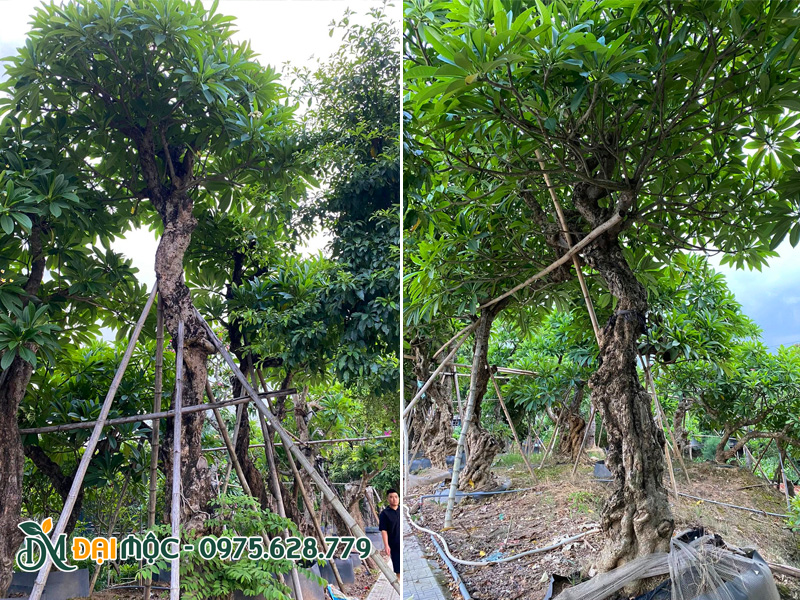 Những gốc cây đại cổ thụ thân nu quái, gân guốc độc đáo