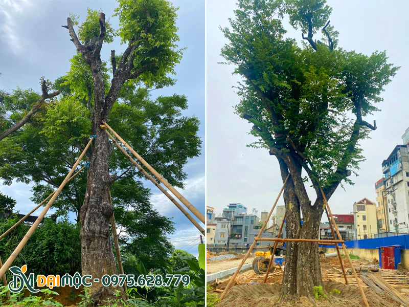 Trồng và chống cọc chắc chắn cho cây thị cô thụ, kích thước siêu lớn