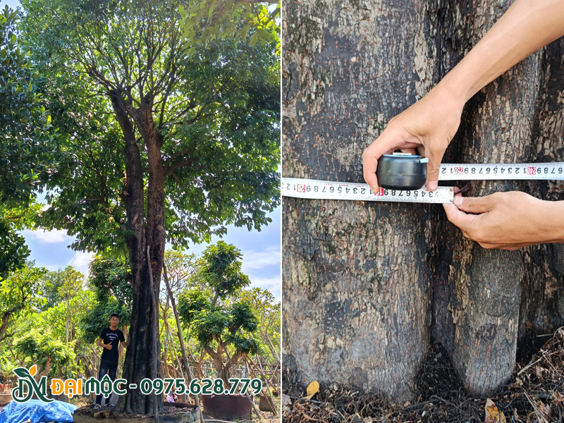 Cây thị cổ thụ đã dưỡng ủ lâu năm, đường kính gốc lớn