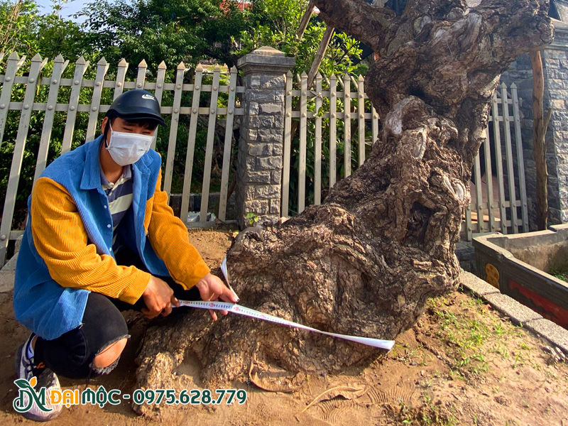 Đo vanh gốc xác định đường kính cây đại cổ thụ hàng chục năm tuổi