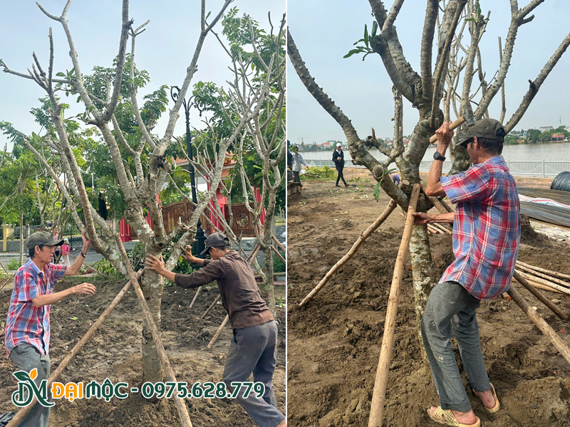 Công nhân đang đóng cọc đỡ cho cây hoa đại cổ thụ mới trồng
