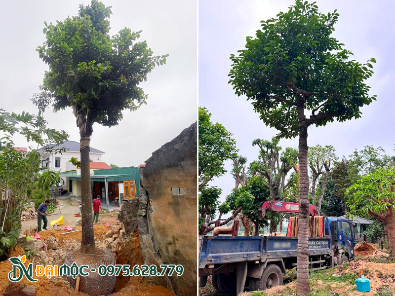 Bứng cây chay ruột đỏ từ nhà dân đem về dưỡng ủ tại vườn