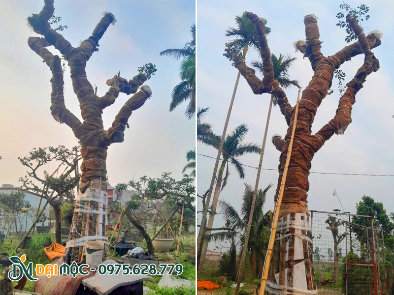 Cây đã quấn thân cẩn thận, tiến hành dâm ủ tại vườn Cây Đại Mộc ở Hưng Yên