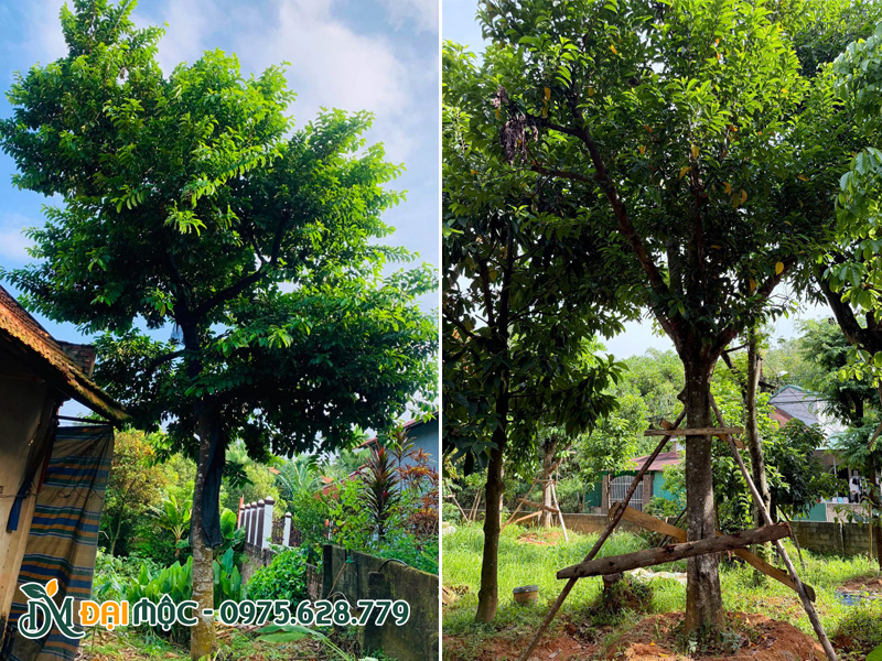 Cây chay ruột đỏ cổ thụ đang dưỡng tại vườn ở Hà Nội, chiều cao hơn 6m