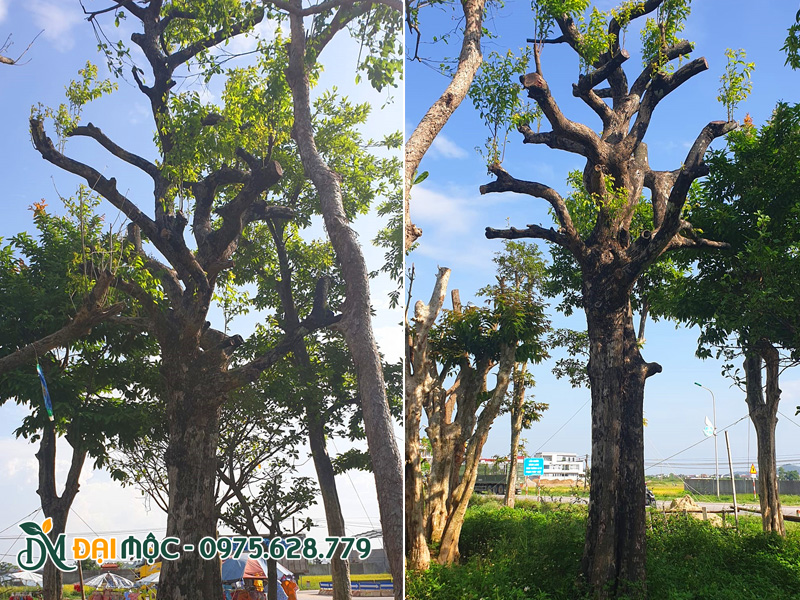 Dưỡng ủ thị thơm đại thụ cao hơn 8m