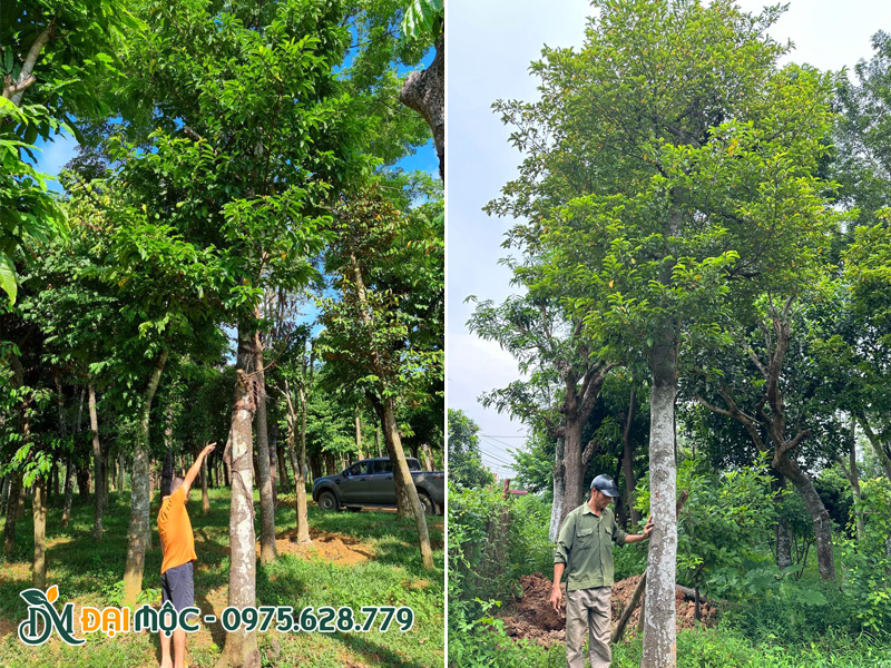 Công nhân đang đo đạc, kiểm tra cây chay cổ thụ tại bãi ủ cho khách