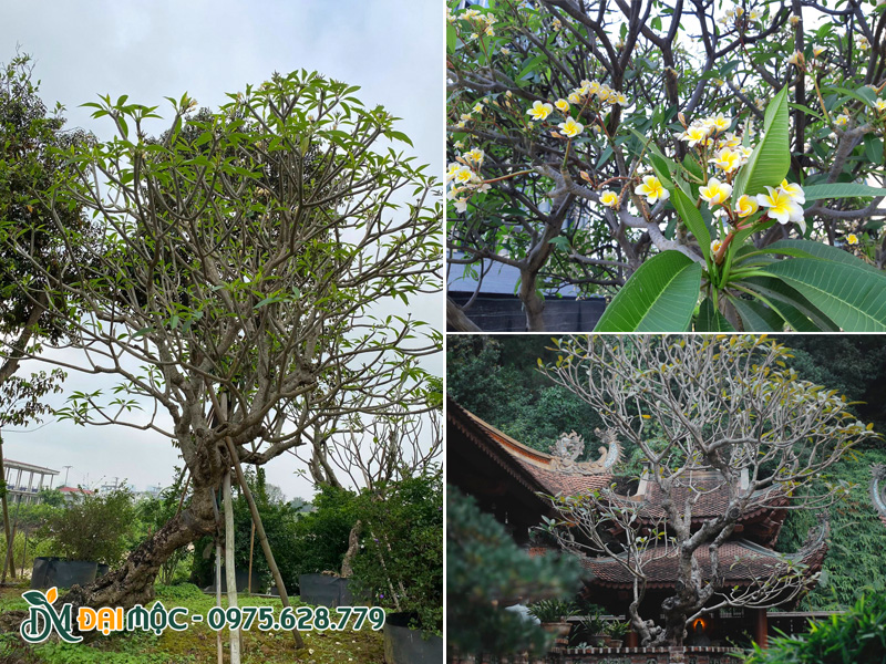 Trồng cây hoa đại vàng ở sân chùa