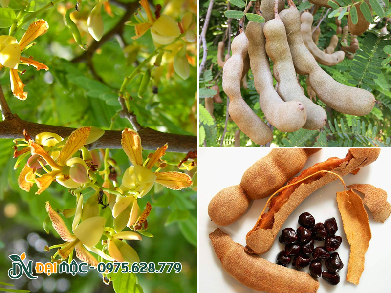 Hoa me và hình thái quả khi đến độ thu hoạch