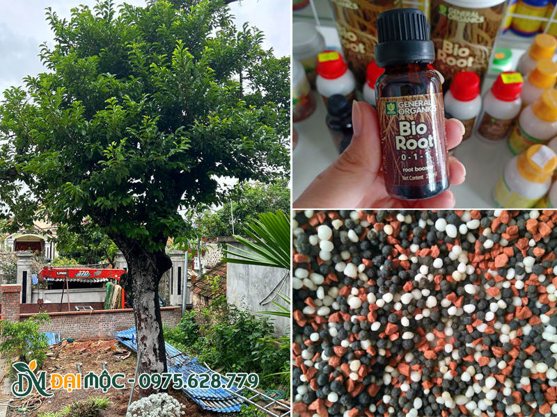 Hướng dẫn sử dụng thuốc kích rễ và bón phân cho cây chay cổ thụ