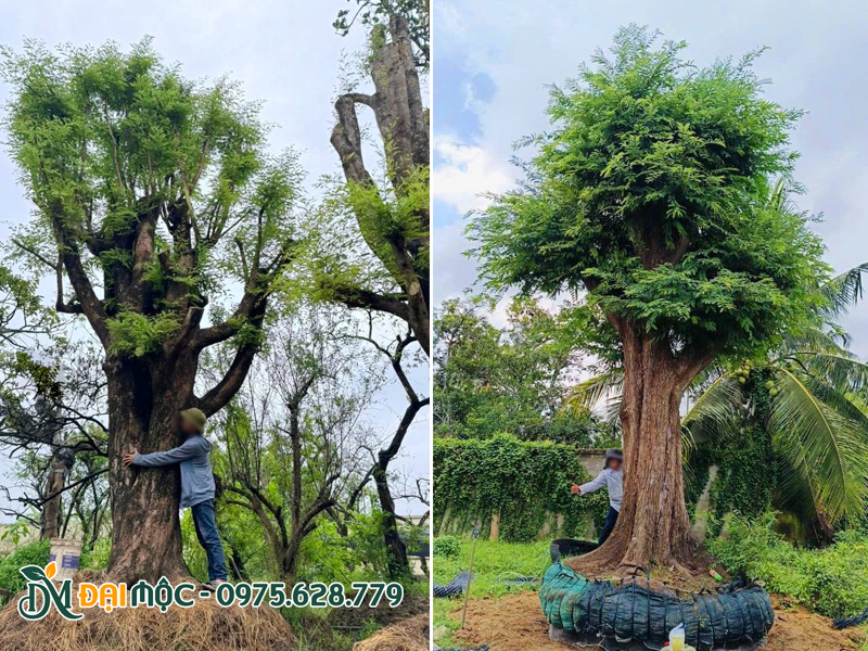 Những gốc thị đại thụ đường kính gốc từ 1m trở lên