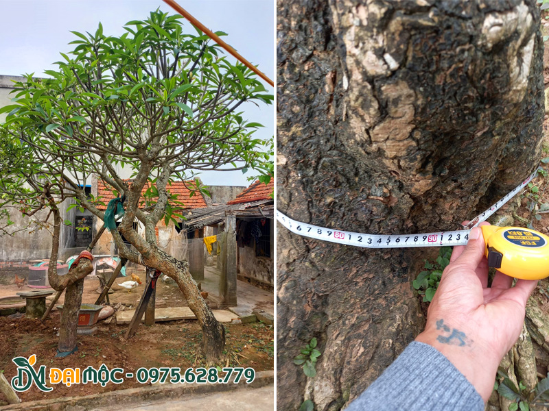 Hình dáng cây hoa đại đẹp, dáng thế uốn lượn độc đáo