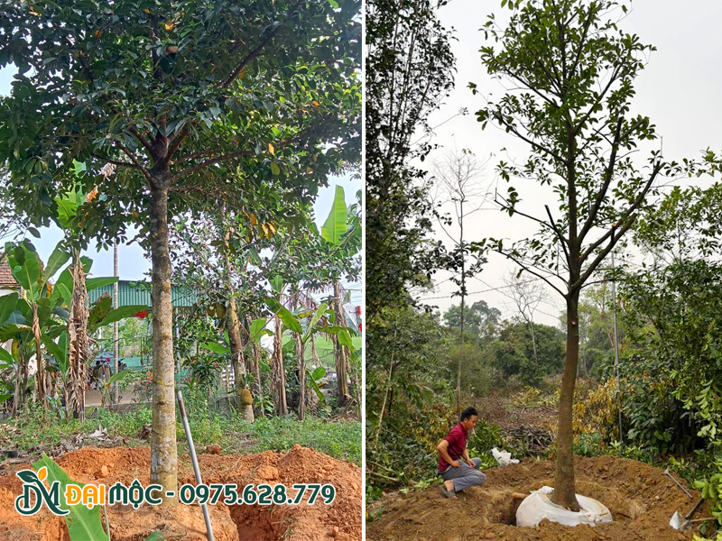 Khoanh và bứng bầu, cắt tỉa tay cành cho cây chay đánh thẳng