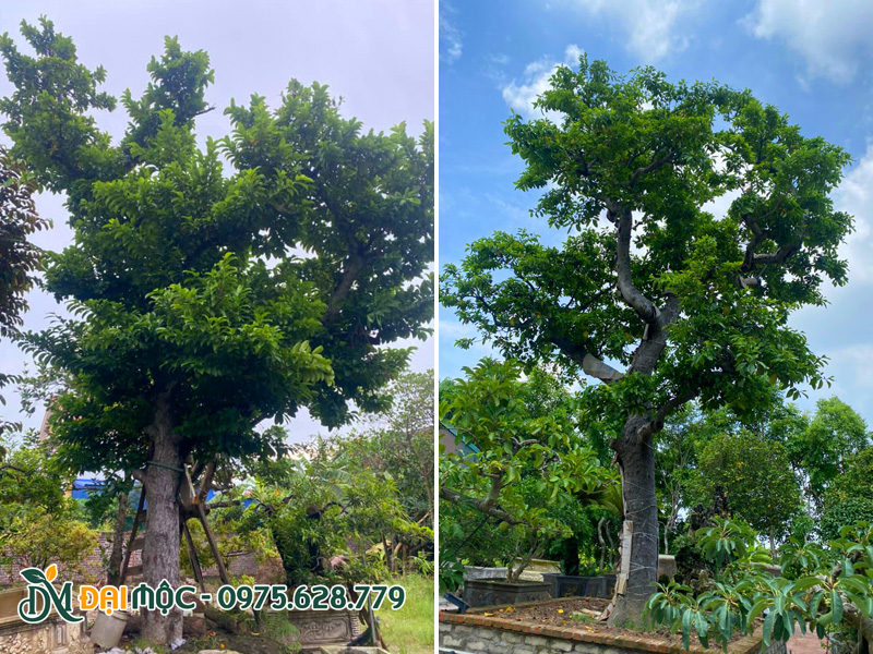 Những gốc cây chay ruột đỏ cổ thụ trồng sân vườn biệt thự