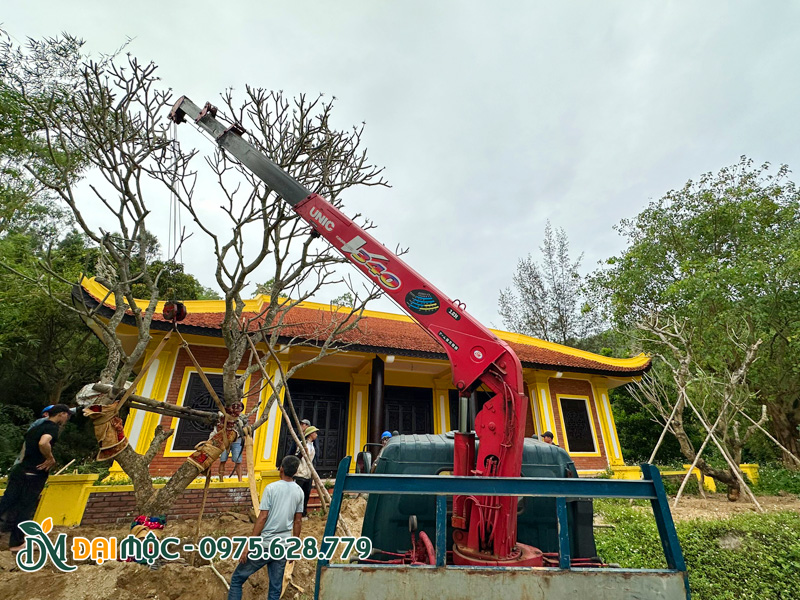Cần cẩu đã đưa cây hạ hố, cây đứng thẳng chắc chắn