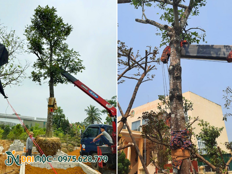 Hạ cây thị cổ thụ cao hơn 7m vào hố trồng