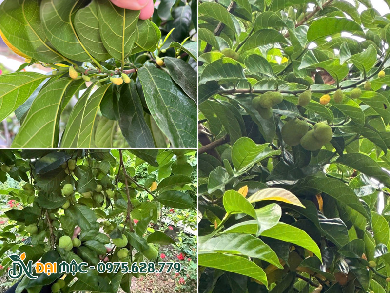 Hình dáng và màu sắc lá cây chay ruột đỏ cổ thụ